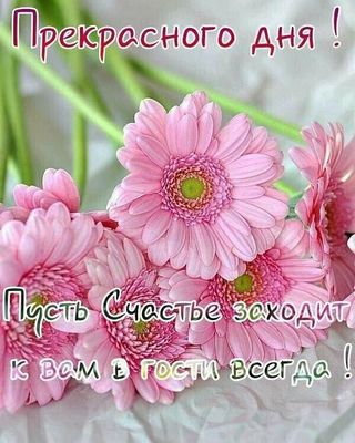 Открытка «Пожелание»: Прекрасного дня и Счастья с красивыми цветами!. Тэги: улыбка, красивая, позитив, радость, цветок…