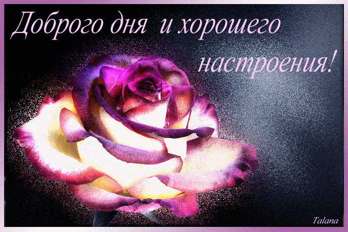 Открытка «Пожелание»: Красивая роза: доброго дня и хорошего настроения!. Тэги: улыбка, друг, подруга, красивая…