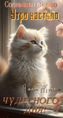Открытка «Кот»: Позитивное утро: Солнышко встало, чудесного дня!. Тэги: животное, пожелание, улыбка, утро, красивая…