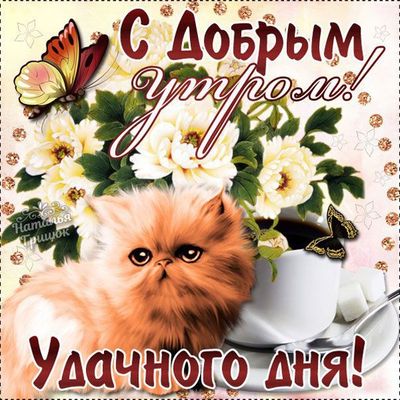 Открытка «Кот»: С Добрым Утром! Удачного Дня! Открытка с котом. Тэги: животное, пожелание, улыбка, утро, красивая…