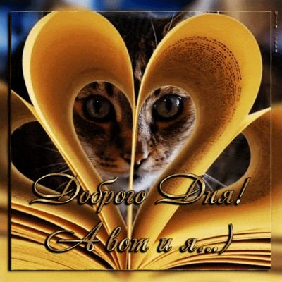 Открытка «Кот»: Доброго Дня! Милый кот в сердце для позитива. Тэги: животное, пожелание, улыбка, позитив, радость…