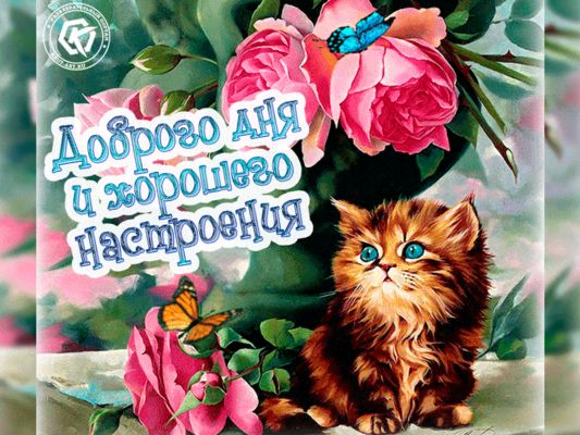 Открытка «Кот»: Красивая открытка: доброго дня и настроения с котом. Тэги: животное, пожелание, улыбка, красивая…