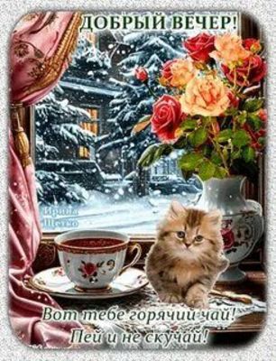Открытка «Кот»: Добрый вечер! Уютный чай, милый кот и снежный пейзаж. Тэги: животное, пожелание, красивая, позитив…