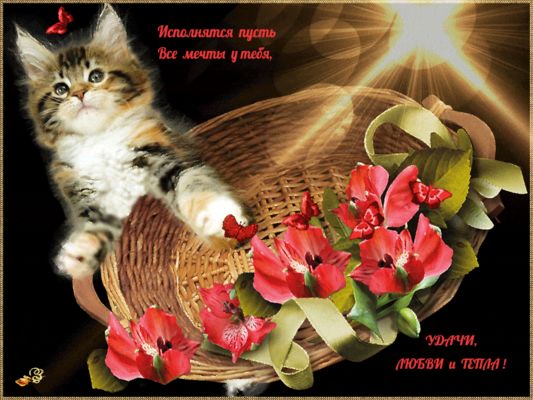 Открытка «Животное»: Открытка с милым котенком: пусть исполнятся мечты. Тэги: пожелание, красивая, позитив, радость…