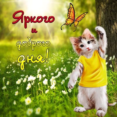 Открытка «Кот»: Яркого и Доброго Дня! Милый Котенок на Природе. Тэги: животное, пожелание, прикольная, улыбка, красив…