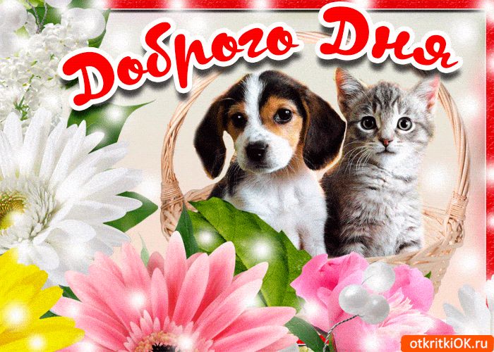 Открытка «Кот»: Доброго Дня! Милые животные и цветы для настроения. Тэги: животное, пожелание, улыбка, красивая…
