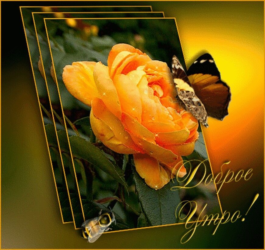 Открытка «Пожелание»: Доброе Утро! Красивая роза и бабочка. Тэги: улыбка, утро, красивая, позитив, радость, цветок…
