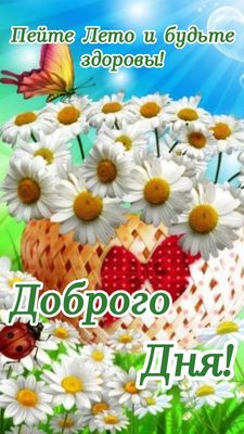 Открытка «Пожелание»: Доброго Дня и здоровья! Летние ромашки и бабочка. Тэги: улыбка, красивая, позитив, радость…