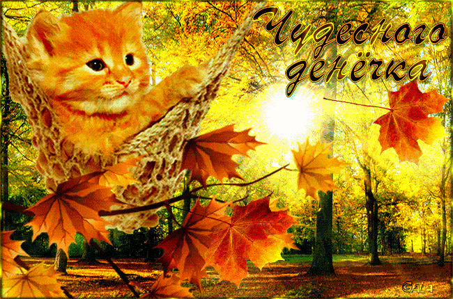 Открытка «Кот»: Милый котёнок и чудесного денёчка! Осень. Тэги: животное, пожелание, улыбка, позитив, радость, осень…