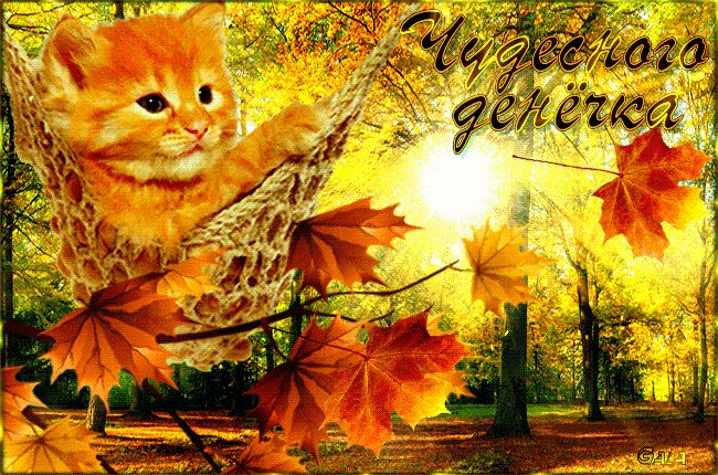 Открытка «Кот»: Милый котёнок и чудесного денёчка! Осень. Тэги: животное, пожелание, улыбка, позитив, радость, осень…