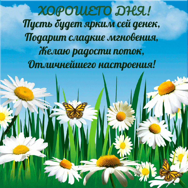 Открытка «Пожелание»: Яркого дня! Позитивная открытка с ромашками. Тэги: хорошего дня, красивая, позитив, радость…