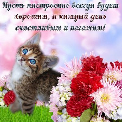 Открытка «Кот»: Пусть настроение будет хорошим! Открытка с котенком. Тэги: животное, пожелание, улыбка, красивая…