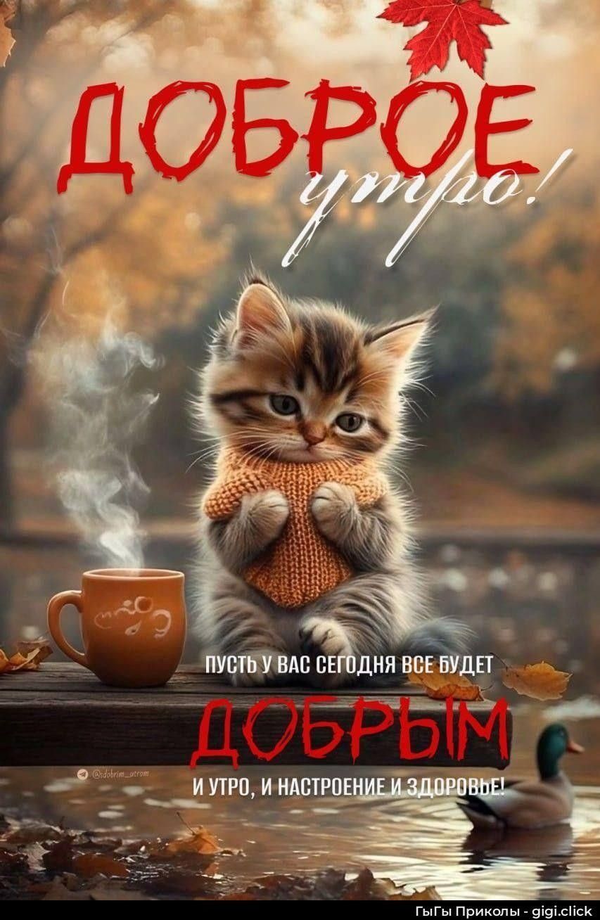 Открытка «Кот»: Доброе утро: милый кот, уют и пожелание. Тэги: животное, пожелание, утро, друг, подруга, красивая…