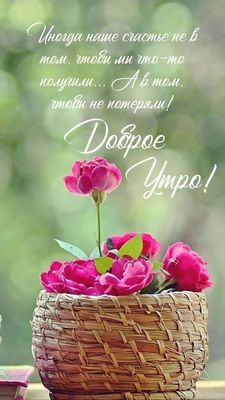 Открытка «Пожелание»: Доброе утро: счастье в мудром пожелании и розах. Тэги: утро, красивая, позитив, радость, цветок…