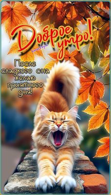 Открытка «Кот»: Доброе утро! Кот и осенние листья для хорошего дня. Тэги: животное, пожелание, улыбка, утро, красивая…