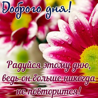 Открытка «Пожелание»: Доброго дня! Позитивное пожелание с красивым цветком. Тэги: улыбка, позитив, радость, добрый де…