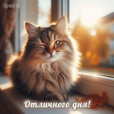 Открытка «Кот»: Отличного дня! Милый кот желает счастья и солнца. Тэги: животное, пожелание, друг, подруга, красивая…