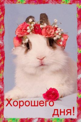 Открытка «Животное»: Открытка Хорошего дня с милым зайчиком и цветами. Тэги: пожелание, улыбка, позитив, радость…
