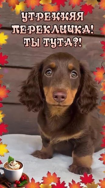 Открытка «Животное»: Утренняя перекличка! Ты тут? Милый щенок и кофе. Тэги: пожелание, прикольная, улыбка, утро, кофе…