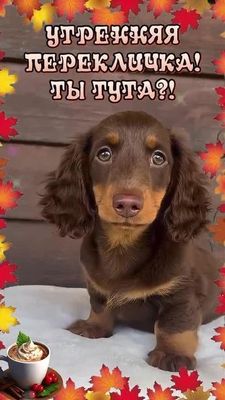 Открытка «Животное»: Утренняя перекличка! Ты тут? Милый щенок и кофе. Тэги: пожелание, прикольная, улыбка, утро, кофе…