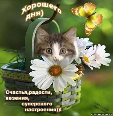Открытка «Кот»: Хорошего дня! Милый котик и позитив. Тэги: животное, пожелание, хорошего дня, улыбка, красивая…