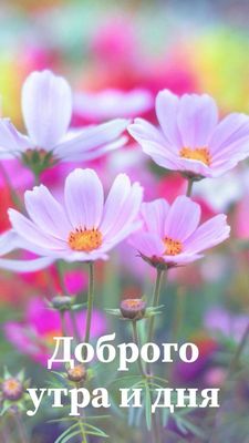 Открытка «Пожелание»: Нежное доброе утро и дня с цветами. Тэги: утро, красивая, позитив, радость, цветок, настроение…