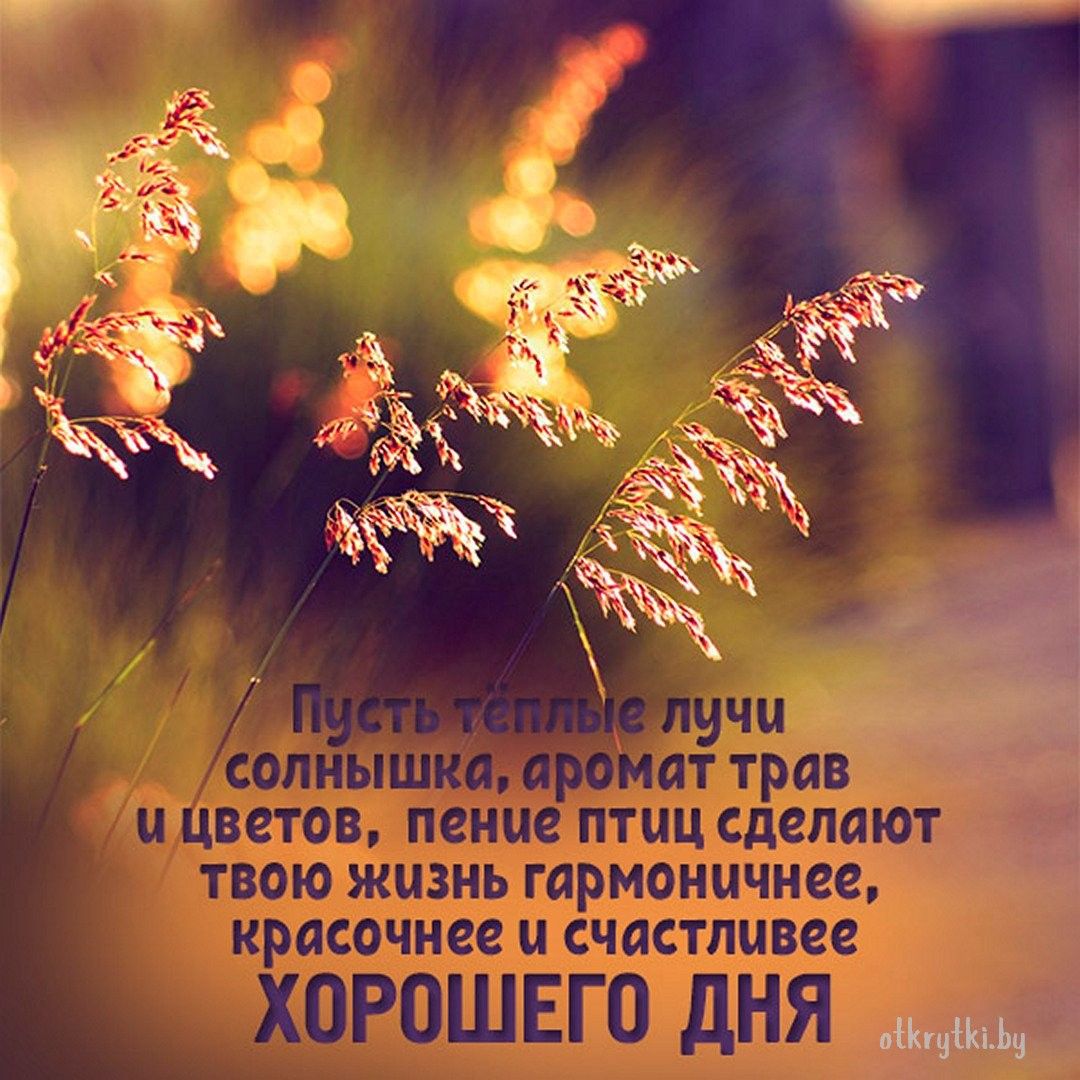 Открытка «Пожелание»: Пожелание Хорошего Дня: солнце, травы, позитив. Тэги: улыбка, красивая, позитив, радость, цветок…