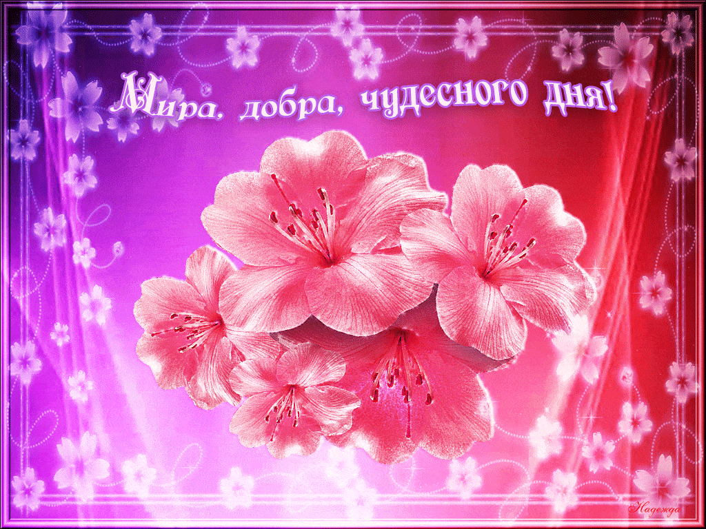 Открытка «Пожелание»: Чудесного дня! Красивая открытка с цветами и миром. Тэги: улыбка, красивая, позитив, радость…