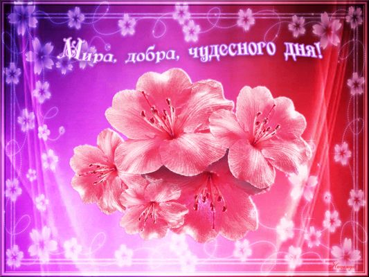 Открытка «Пожелание»: Чудесного дня! Красивая открытка с цветами и миром. Тэги: улыбка, красивая, позитив, радость…
