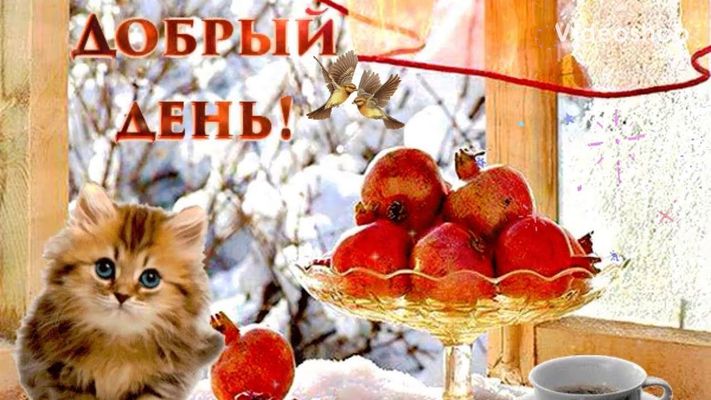 Открытка «Кот»: Добрый день! Милый котенок и зимний уют. Тэги: животное, пожелание, кофе, позитив, радость, добрый де…