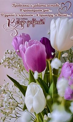 Открытка «Пожелание»: Добрый вечер с весенними тюльпанами и пожеланиями. Тэги: улыбка, красивая, позитив, радость…