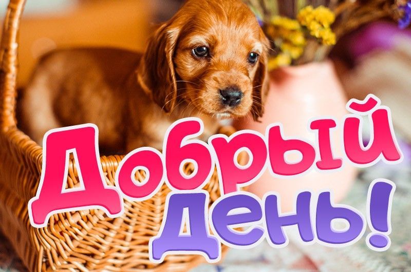 Открытка «Животное»: Добрый день! Позитивная открытка с милым щенком. Тэги: пожелание, улыбка, красивая, позитив…