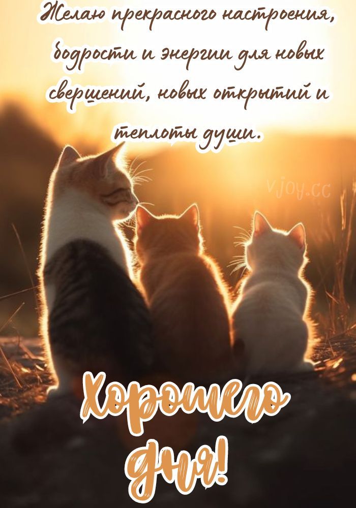 Открытка «Кот»: Прекрасного настроения и хорошего дня! Милые котята. Тэги: животное, пожелание, позитив, энергия…
