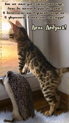 Открытка «Кот»: День Добрый! Счастье, уют, кот и ежик. Тэги: животное, пожелание, улыбка, красивая, позитив, радость…