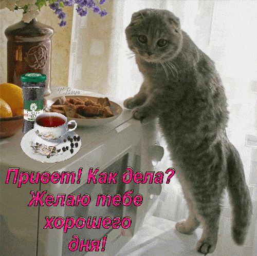 Открытка «Кот»: Милая открытка с котом: желаю хорошего дня!. Тэги: животное, пожелание, прикольная, улыбка, утро…
