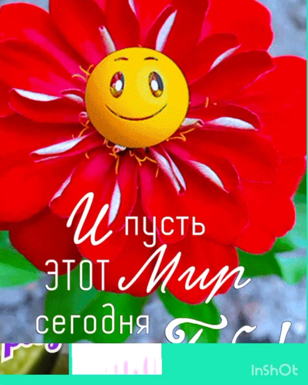 Открытка «Пожелание»: Пусть этот Мир сегодня: яркая открытка с цветком. Тэги: улыбка, красивая, позитив, радость…