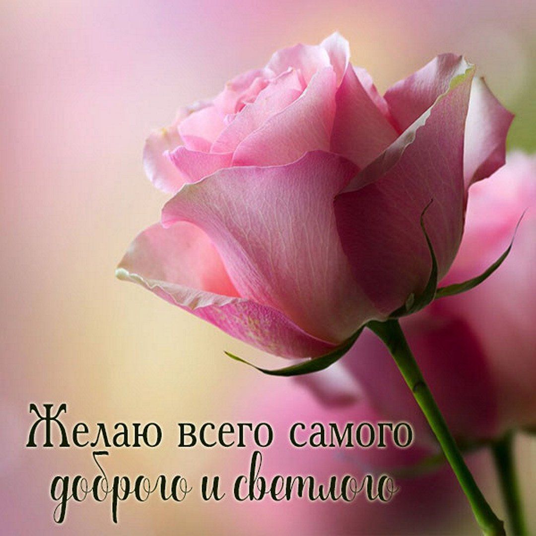 Открытка «Пожелание»: Нежная роза: Пожелание всего доброго и светлого. Тэги: красивая, позитив, радость, цветок…