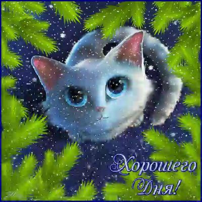 Открытка «Кот»: Хорошего Дня! Милая открытка с пушистым котом. Тэги: животное, пожелание, улыбка, красивая, позитив…