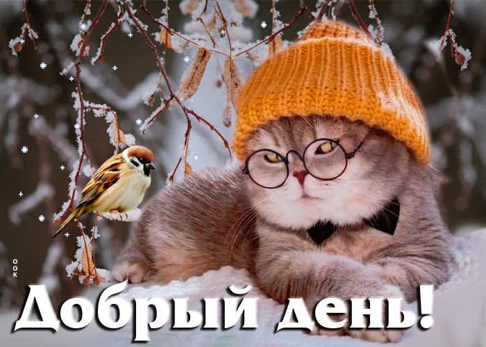 Открытка «Кот»: Добрый день! Милый кот в шапке и очках. Тэги: животное, прикольная, улыбка, шапка, красивая, позитив…