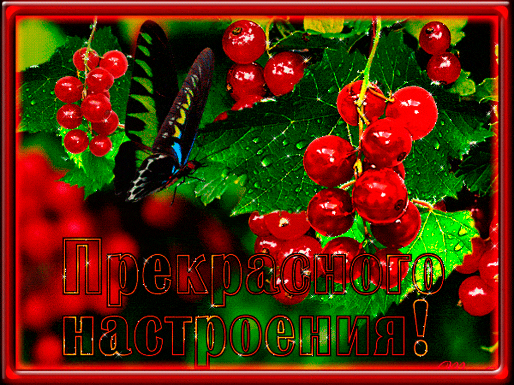 Открытка «Животное»: Прекрасного настроения! Открытка с бабочкой и смородиной. Тэги: пожелание, улыбка, красивая…