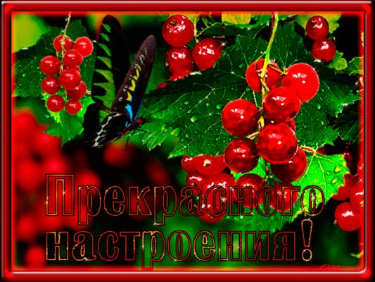 Открытка «Животное»: Прекрасного настроения! Открытка с бабочкой и смородиной. Тэги: пожелание, улыбка, красивая…