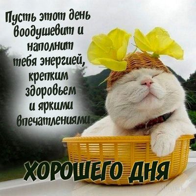 Открытка «Кот»: Хорошего дня: милый кот, пожелание здоровья и счастья. Тэги: животное, пожелание, улыбка, красивая…