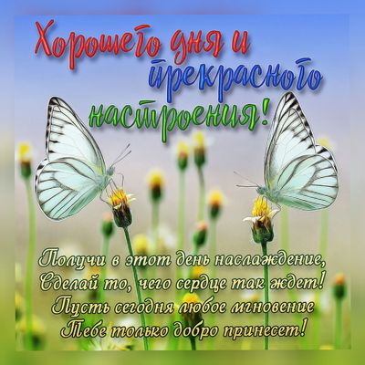 Открытка «Животное»: Хорошего дня и прекрасного настроения: позитив. Тэги: пожелание, улыбка, красивая, позитив…