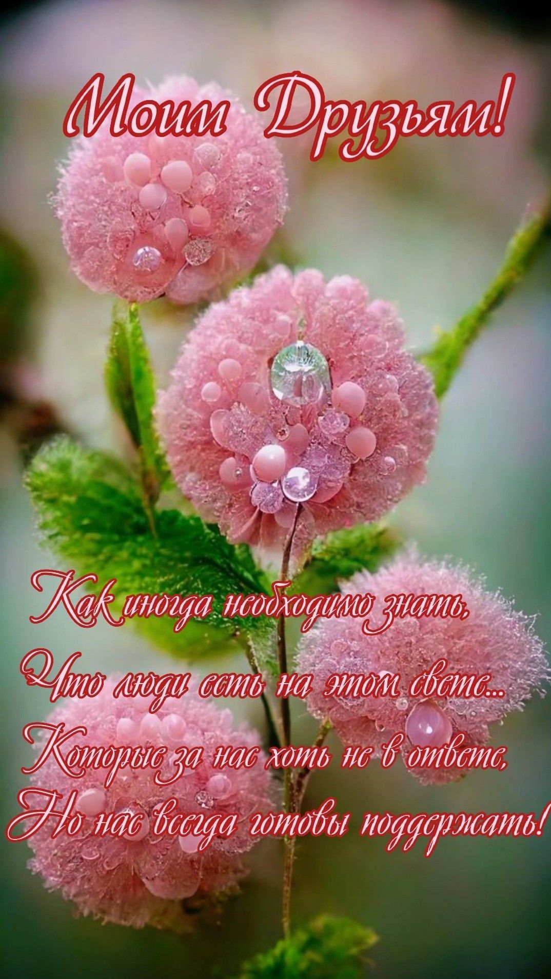 Открытка «Пожелание»: Моим Друзьям! Пожелание поддержки и душевности. Тэги: друг, красивая, позитив, радость, цветок…