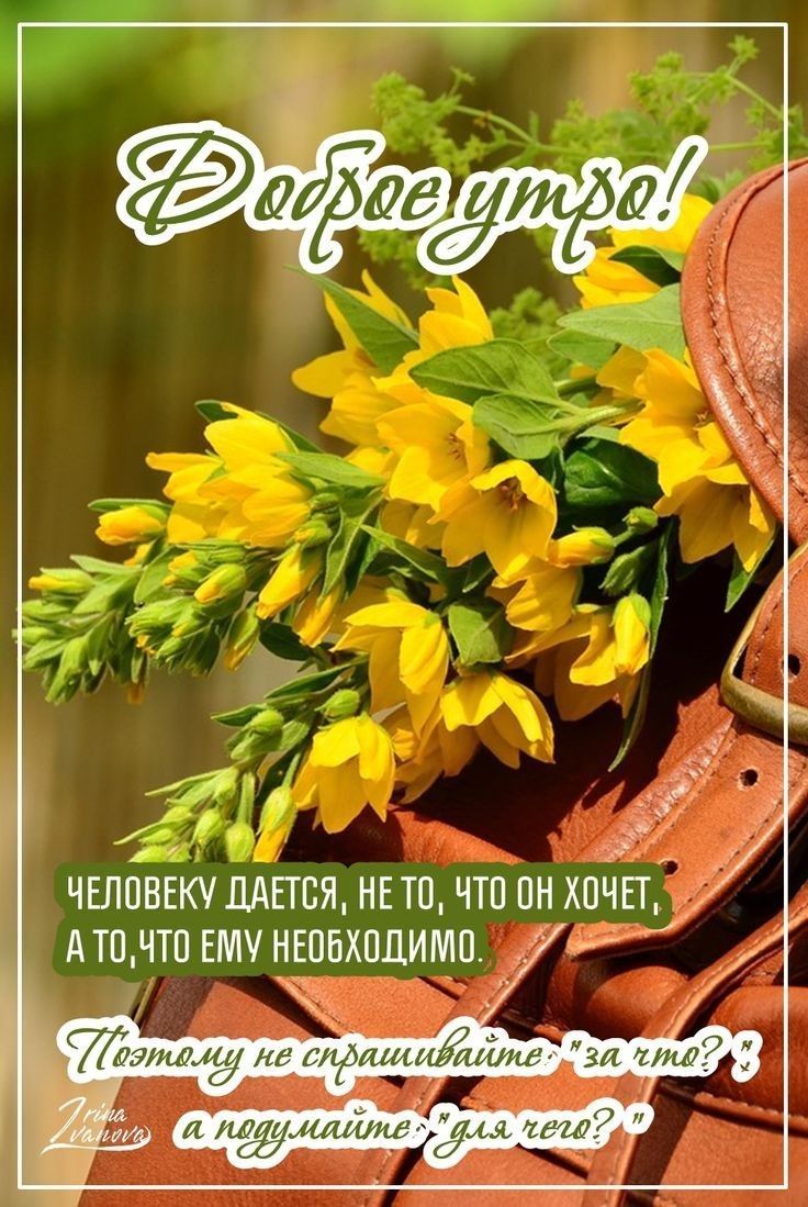 Открытка «Пожелание»: Доброе утро! Мудрое пожелание и позитив. Тэги: утро, красивая, позитив, цветок, настроение…