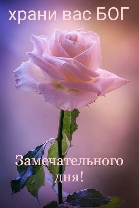 Открытка «Пожелание»: Роза: Замечательного дня! Храни вас Бог. Тэги: друг, подруга, позитив, цветок, нежность, настро…