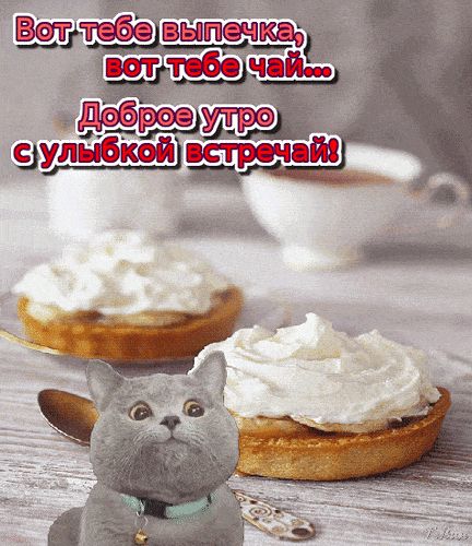 Открытка «Кот»: Доброе утро с улыбкой: милый кот и вкусный завтрак. Тэги: животное, пожелание, улыбка, утро, красивая…