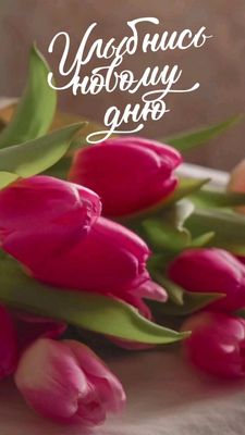 Открытка «Пожелание»: Улыбнись новому дню! Нежная открытка с тюльпаном. Тэги: улыбка, подруга, женщина, красивая…