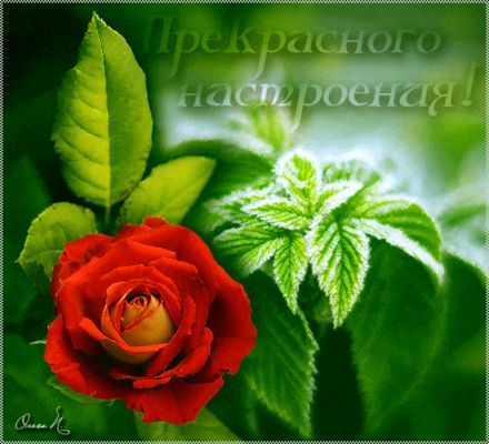 Открытка «Пожелание»: Прекрасного настроения! Яркая роза и мороз. Тэги: красивая, позитив, радость, цветок, настроение…