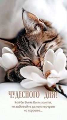 Открытка «Кот»: Чудесного дня! Позитив с милым котом и цветами. Тэги: животное, пожелание, утро, друг, подруга…